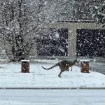 Ακραία καιρικά φαινόμενα στην Αυστραλία: Ένα σπάνιο στρώμα χιονιού κάλυψε πόλεις της ανατολικής χώρας