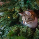 Γιατί η γάτα κοιμάται πάνω μου; Δεν είναι μόνο για τη ζέστη!