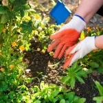 Πώς να ξεφορτωθείς τα αγριόχορτα στον κήπο: 12 δοκιμασμένα tips που δουλεύουν