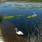 Θεσσαλονίκη: Άγρια πουλιά επέστρεψαν στη φύση μετά την περίθαλψή τους από εθελοντές