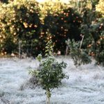 Πότε εξασθενεί η κακοκαιρία – Παραμένει ο ισχυρός παγετός στα βόρεια