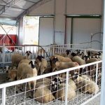 Επέκταση της ενίσχυσης προς τους αιγοπροβατοτρόφους που επλήγησαν από ζωονόσους