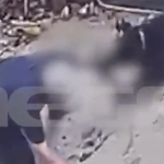 Ανατριχιαστικό βίντεο με το ροτβάιλερ να κατασπαράζει τον ιδιοκτήτη του στη Καλαμάτα