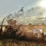 Jeff Zwart, Alex Gelsomino, East African Safari Classic Rally, Kenya, Porsche 911 (F Series) (2)