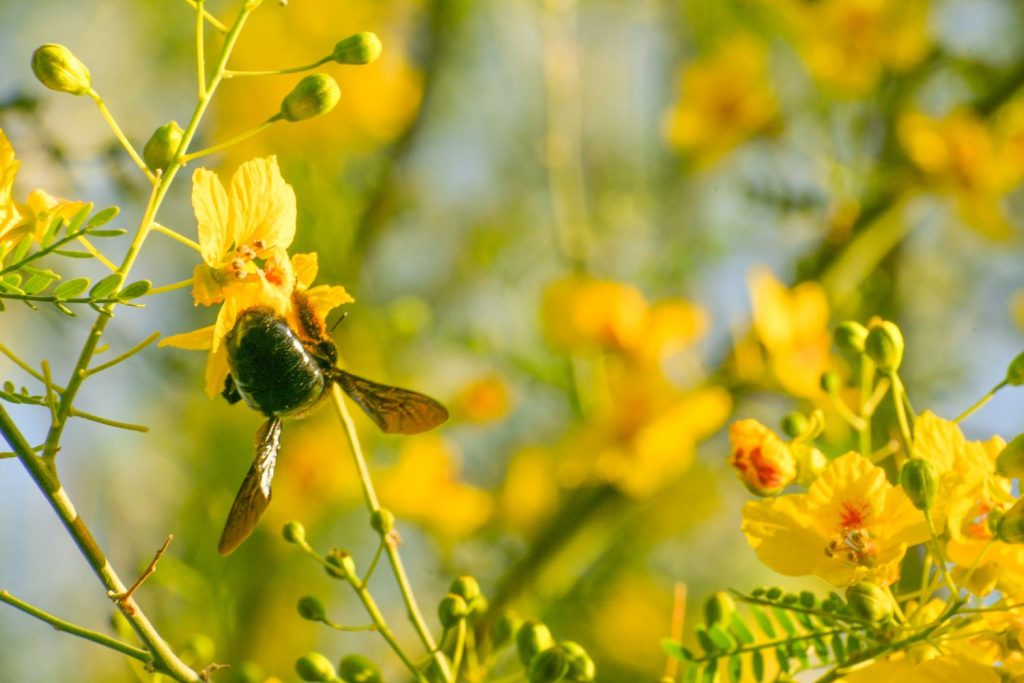 ΓΥΡΗ, ΑΛΛΕΡΓΙΕΣ