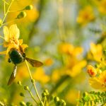 ΓΥΡΗ, ΑΛΛΕΡΓΙΕΣ