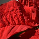 αλεξανδρινό