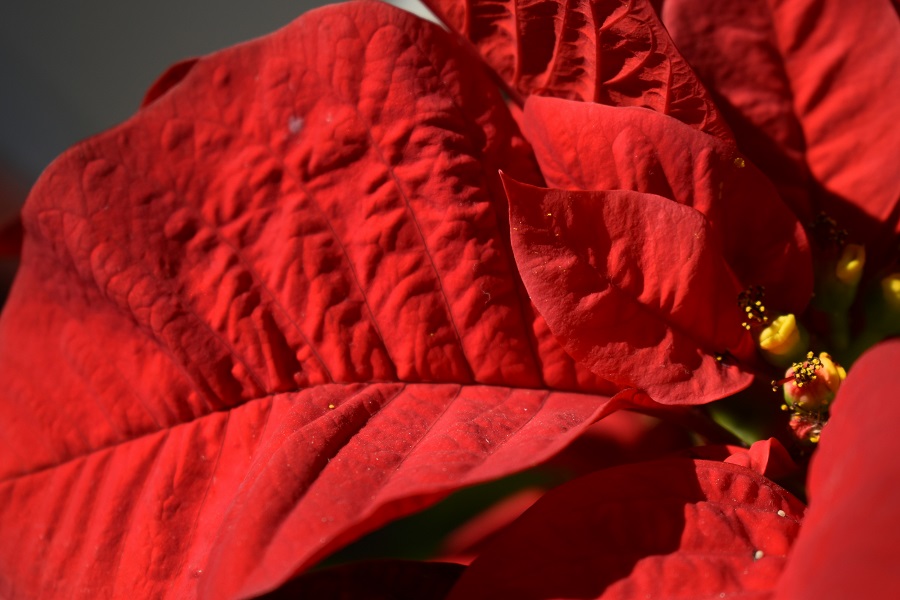 αλεξανδρινό