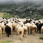 Β. Κόκκαλης: Στα «χαρτιά» έμεινε η αναστολή φορολογικών και ασφαλιστικών για τους πληγέντες από την ευλογιά κτηνοτρόφους