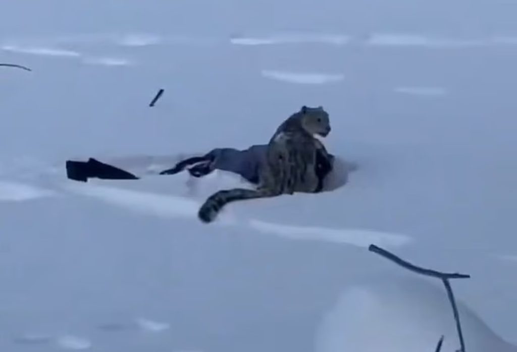 Κίνα: Λεοπάρδαλη του χιονιού δάγκωσε στο πρόσωπο γυναίκα που προσπάθησε να βγάλει σέλφι με το ζώο