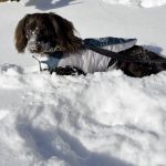 Ισχυρή χειμερινή κακοκαιρία σαρώνει τις ΗΠΑ – Σπάνια χιονόπτωση στη Βόρεια Καρολίνα