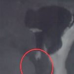 Συγκλονίζει ο κτηνοτρόφος από το Ρέθυμνο για το καρτέρι θανάτου: «Με άφησαν πεθαμένο, μου έκοψαν τη γλώσσα»