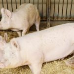 Συναγερμός στον ΠΟΥ: Μετάδοση από άνθρωπο σε άνθρωπο παραλλαγής της γρίπης των χοίρων