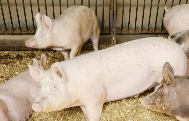 Συναγερμός στον ΠΟΥ: Μετάδοση από άνθρωπο σε άνθρωπο παραλλαγής της γρίπης των χοίρων