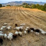 Καθηγητής ΑΠΘ: Αφθώδης πυρετός, ο βασιλιάς των λοιμωδών νοσημάτων στα ζώα - ertnews.gr