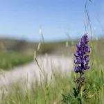 Πάσχα 2026: Με τι καιρό θα σουβλίσουμε;