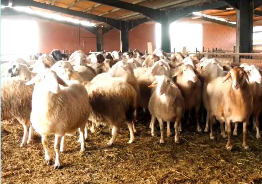 Νέα παράταση των μέτρων για την ευλογιά – Δεν εισακούστηκε η έκκληση της Περιφέρειας Δυτικής Μακεδονίας