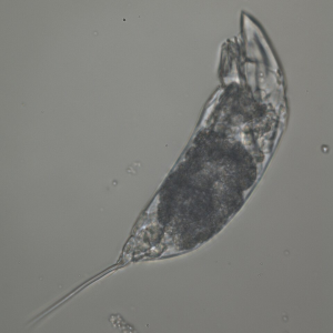 «Σκουλήκι ζόμπι » 24.000 ετών επανήλθε στη ζωή – και άρχισε να αναπαράγεται