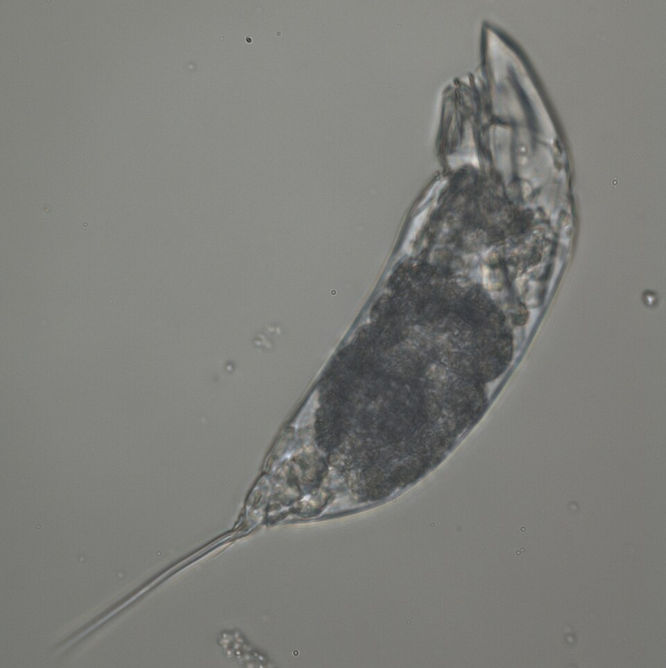 «Σκουλήκι ζόμπι » 24.000 ετών επανήλθε στη ζωή – και άρχισε να αναπαράγεται