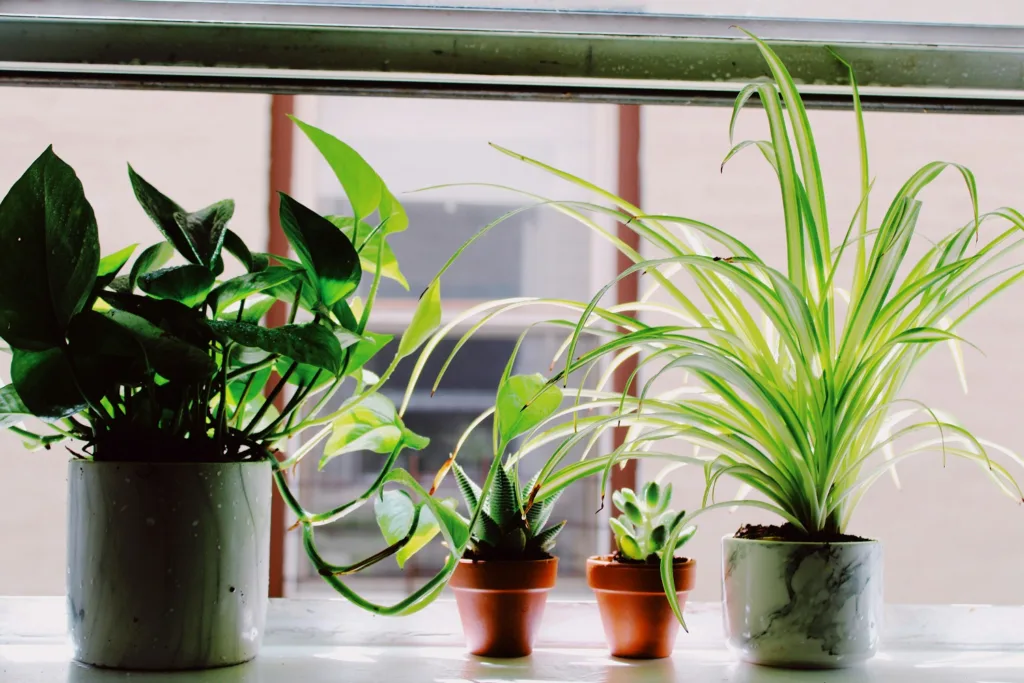 DIY για φυτά: Μεταμόρφωσε το σπίτι σου σε πράσινη όαση με εύκολες και οικονομικές ιδέες