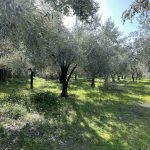 Αντιδράσεις για το Ελαιοκομικό Μητρώο και από τη Σάμο – «Βαριές» κυρώσεις για μικροϊδιοκτήτες και συνταξιούχους