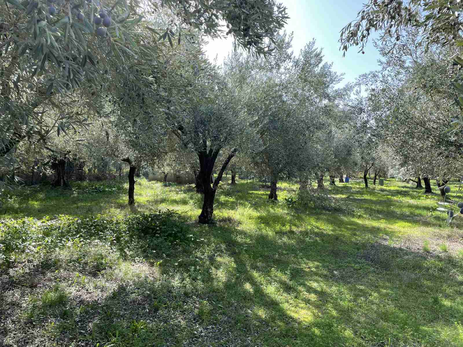 Αντιδράσεις για το Ελαιοκομικό Μητρώο και από τη Σάμο – «Βαριές» κυρώσεις για μικροϊδιοκτήτες και συνταξιούχους